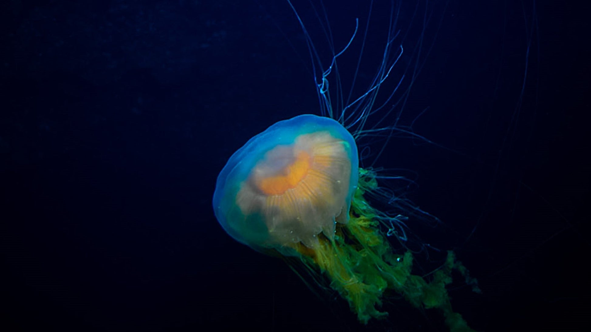 Aurora 6S - TheArsenale